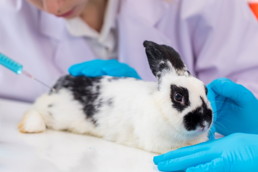 How Additives Are Tested On Animals